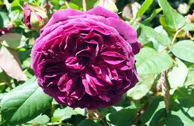 Munstead wood is a house (1897) and garden (from 1883) built by gertrude jekyll in busbridge, goldalming, surrey, until her death in 1932. Grand Old Man Of Roses Otago Daily Times Online News