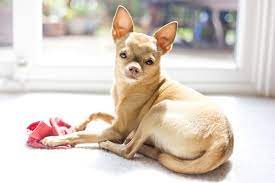 White deer head chihuahua puppy. Deer Head Chihuahua What To Know Before Buying Perfect Dog Breeds