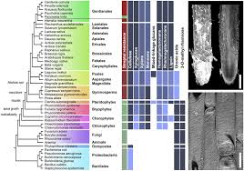 Image result for Tricalysia semidecidua
