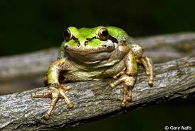 Image result for Hippocratea ritschardii