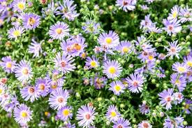 We see flowers every day because flowers are all around us. Plants A To Z Find Plant Names By Letter