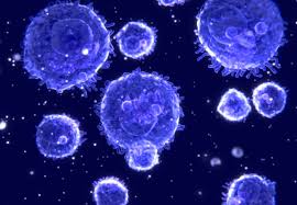 Image result for T-Lymphocyte