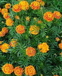 We did not find results for: French Marigold Planting And Advice On Caring For It