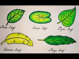Check spelling or type a new query. How To Draw Different Types Of Leaf Rose Lotus Piple Banana Mango Leaf Step By Step Youtube