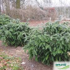 Image result for Berberis verruculosa