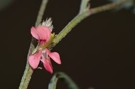 Image result for Indigofera charlieriana