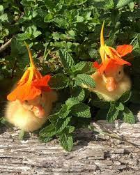 Mother The Mountain Farm On Instagram Nasturtium The Duck Changed Her Sleepy Hat For A Sun Hat This Morning A Cute Animals Cute Ducklings Cute Creatures