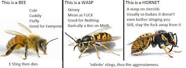 All The Best Of Memes Wasp Bee Best Funny Pictures