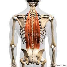 The cause may be poor. Erector Spinae Muscles In Isolation Rear View Of Upper Back Human Anatomy Buy This Stock Illustration And Explore Similar Illustrations At Adobe Stock Adobe Stock