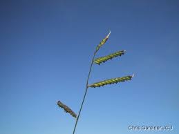 Image result for Urochloa deflexa