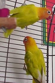 Love Bird Mutations