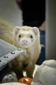 Pin On Saving Animals