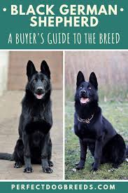 Short Haired Black German Shepherds Form Extremely Strong Bonds With Their Family In 2020 Black German Shepherd Black German Shepherd Dog Black German Shepherd Puppies
