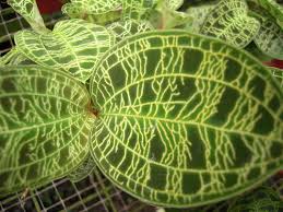 ジュエルオーキッドのまとめ 販売禁止の理由や種類等11個のポイント 植物の育て方や豆知識をお伝えするサイト