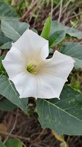 Image result for Datura inoxia