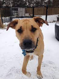 Black Mouth Cur Puppy Black Mouth Cur Black Mouth Cur Puppies Black Mouth Cur Dog
