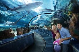 Ripley'S Aquarium Of Canada In Downtown Toronto - Tours And Activities |  Expedia.Ca