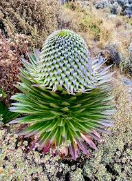 Image result for Lobelia petiolata