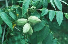 It is not round like the nut of the black walnut tree, but elongated, longer than it is wide. Juglans Cinerea Butternut White Walnut Go Botany