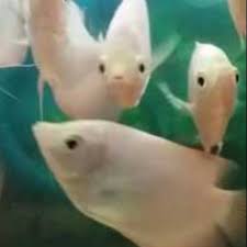 Tempat pemeliharaan yang sederhana, bisa di aquarium, kolam tanah, kolam yang disemen dll. Ikan Hias Gurami Padang Albino Shopee Indonesia