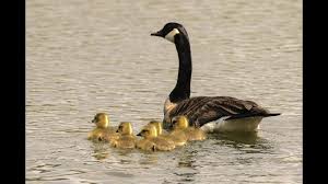 Walmart.com has been visited by 1m+ users in the past month Canada Geese Ohio Department Of Natural Resources