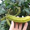 Inga trees grow quickly and produce pods containing beans covered in an edible pulp. Https Encrypted Tbn0 Gstatic Com Images Q Tbn And9gcqpns Bdhej95mveuu03kjf03armhevk8qso5rli7fd9szcn5se Usqp Cau