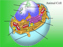 Maybe you would like to learn more about one of these? Ppt Plant And Animal Cells Powerpoint Presentation Free Download Id 9634217