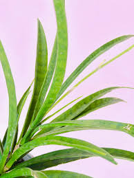 Image result for Sansevieria nilotica