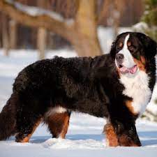 Check spelling or type a new query. Bernese Mountain Dog Puppies For Sale Available In Phoenix Tucson