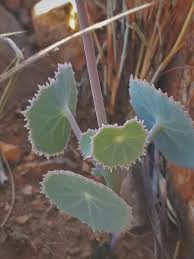 Image result for Senecio milanjianus