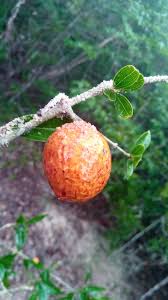 Image result for Strychnos madagascariensis
