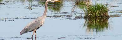Maybe you would like to learn more about one of these? Jackson Bottom Wetlands Preserve A Non Profit Organization