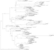 Image result for Droguetia ambigua