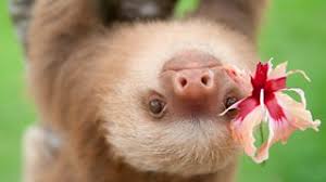 There are six extant slo. Bbc One Nature S Miracle Orphans Series 1 Episode 2 In Pictures Costa Rica A Tiny Smile From A Baby Two Toed Sloth