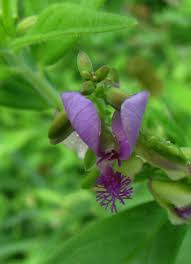 Image result for Polygala persicariifolia