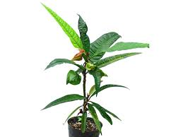 Image result for Dalechampia