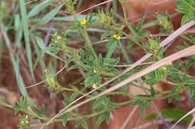 Image result for Stylosanthes fruticosa