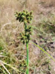 Image result for Fuirena ciliaris