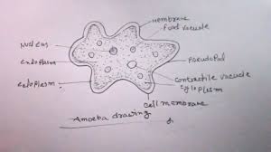 How To Draw Amoeba Easy Way Drawing Amoeba Amoeba Drawing Youtube