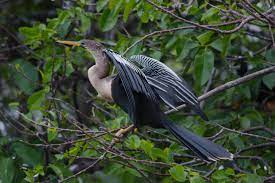 Snake Bird Bird Bird Brain Photo
