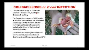 E coli symptoms in chickens. E Coli Infection Or Colibacillosis In Poultry Webinar To Vetnepal Vets Of Nepal Youtube