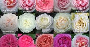 Pin On How Do Your Roses Grow