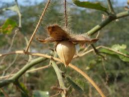 Image result for Merremia palmata