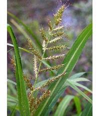 Image result for Echinochloa brevipedicellata