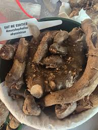 Image result for Amorphophallus abyssinicus