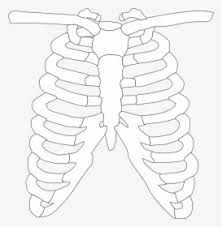 This item can be dropped. Rib Cage Png Images Free Transparent Rib Cage Download Kindpng