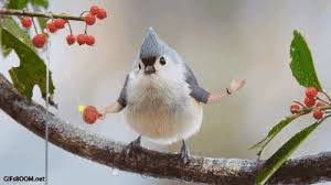 Birds With Human Arms Gif Https Encrypted Tbn0 Gstatic Com Images Q Tbn 3aand9gcqzl10aaril Dfi8mkixvjbilletgicmfvjba Usqp Cau