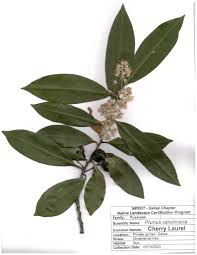 Image result for Prunus