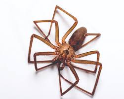 Such way of treatment is much easier than vacuuming. Brown Recluse Pictures Image Gallery