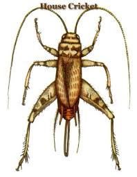 House crickets and field crickets share in common large heads, hind legs adapted for jumping, and stout, unmovable spines on the hind legs. 15 Bugs To Draw Ideas Bugs Female Cow Insects